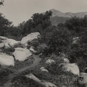 Ceanothus Section, 1939