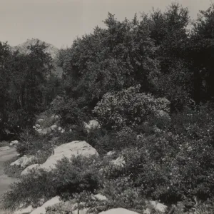 Ceanothus Section, 1939
