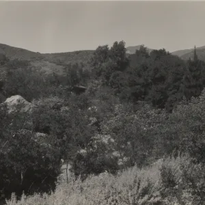 Ceanothus Section from County Road, 1939