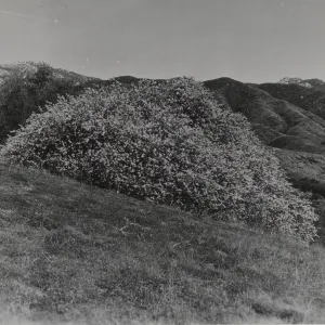 Ceanothus (California Lilac), 1939