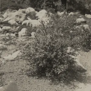 Ceanothus foliosus in the Garden