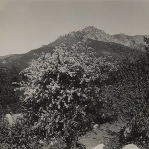 Ceanothus megacarpus, 1939