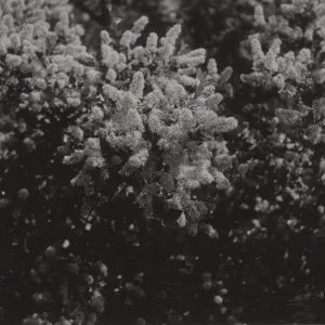 Ceanothus oliganthus, 1939