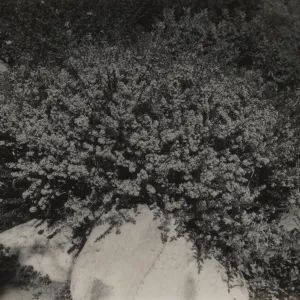 Ceanothus ramulosus, 1939
