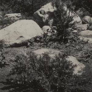 Ceanothus papillosus var. roweanus, 1937