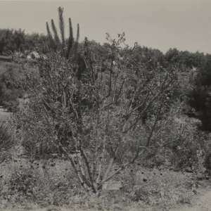 Ceanothus cyaneus (San Diego Ceanothus), circa 1937-1940