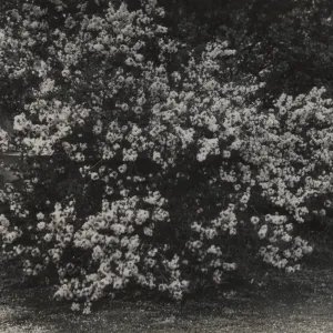 Ceanothus verrucosus, 1939