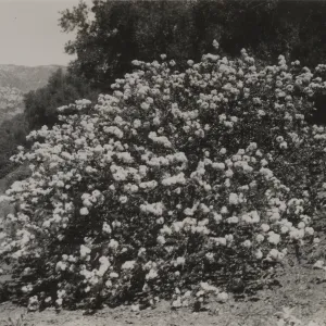 Ceanothus verrucosus, 1939