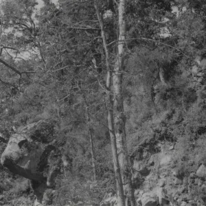 Bull's Head Rock, Mission Creek above Mission Dam, 1952