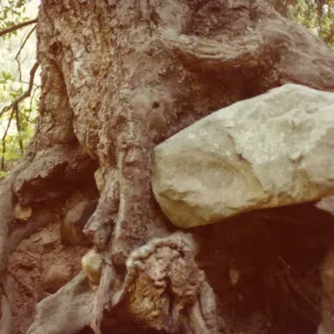 boulder entangled in tree roots 
