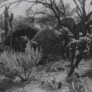 Desert Section, 1958