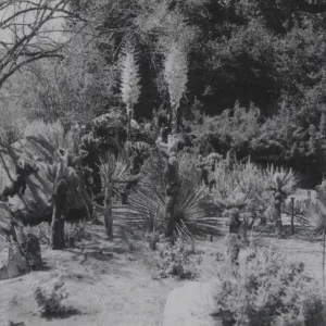 Desert Section, 1958?