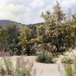 Desert Section, 1959