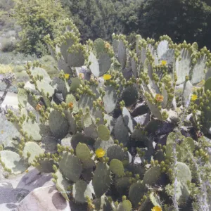Opuntia (Prickly-pear), Desert Section, 1959