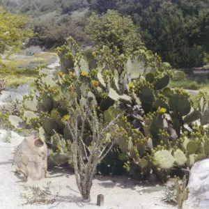 Ocotillo and Opuntia (Prickly-pear) in Desert Section, 1959