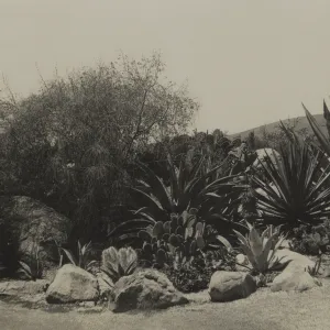 Desert Section, 'The Cactus Community'