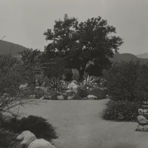 Desert Section