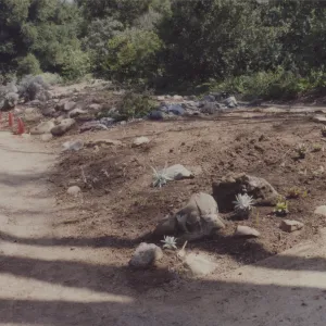 layout of new Dudleya display, 1993