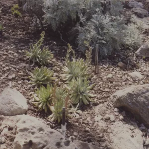 Dudleya (liveforevers) display, 1993