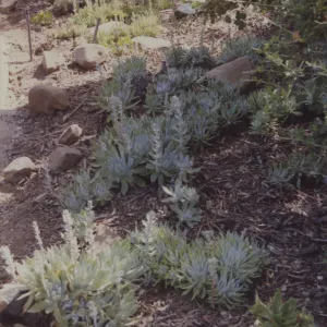 Dudleya (liveforevers) display, 1993