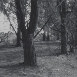 burned trees after the Coyote Fire, 1964