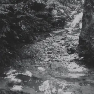 SBBG Redwood Section, overflow of Mission Creek, 1969