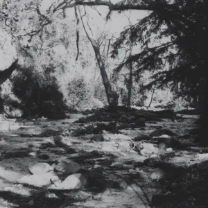 Mission Creek, Redwood Section