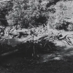 flood debris collected on Mission Dam, 1969
