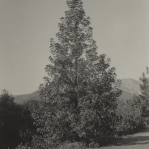 Ironwood tree, Island Section, 1934