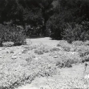 Meadow, Meadow Oaks