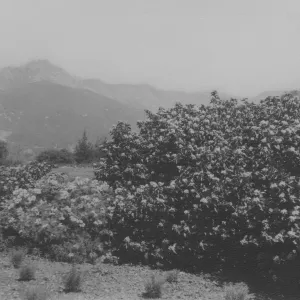 Rhus laurina, Meadow, 1937