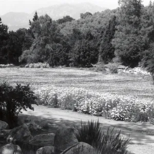 Meadow in spring bloom, 1957