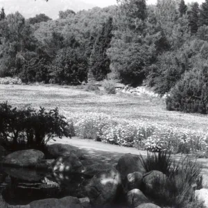 pond and Meadow, 1958