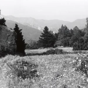 Meadow, 1958