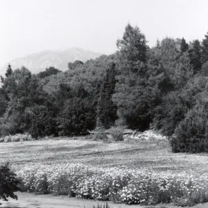Meadow, 1958