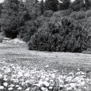 Meadow in bloom, 1958