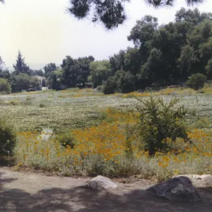 looking down the Meadow toward the Blaksley Library