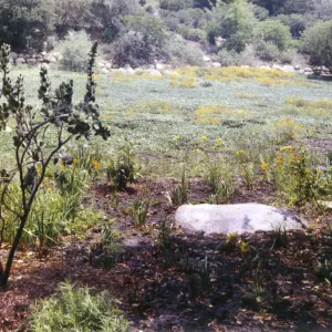 Meadow border