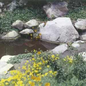 fish in pond