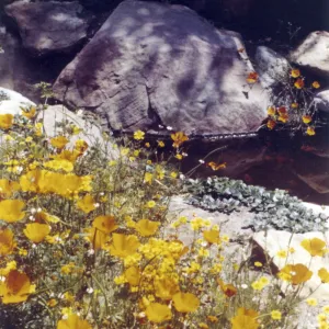 pond with poppies