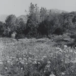 Meadow, 1969
