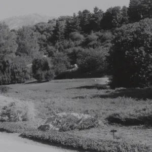 Meadow, 1960's