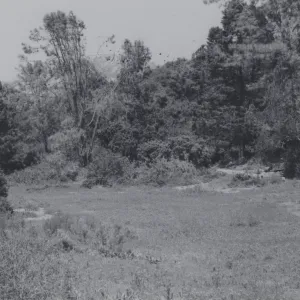 Meadow and Meadow View, 1980