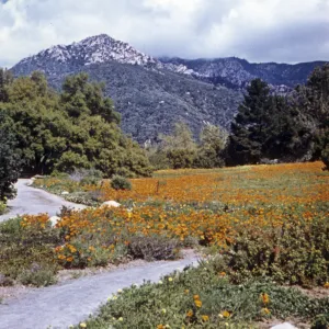 Meadow with mountain view, 1963