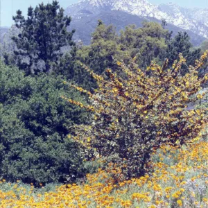 Fremontia and poppies in bloom, Porter Trail