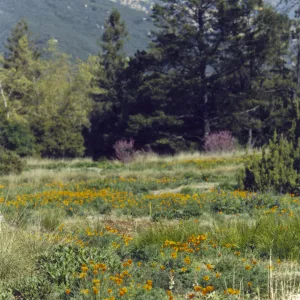 Meadow in bloom