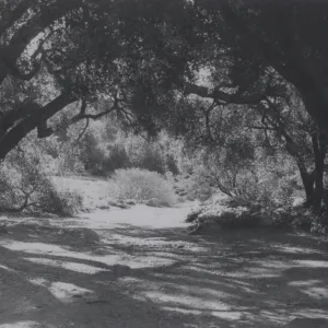 Meadow Oaks