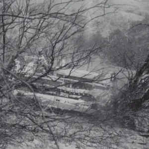 Clearing the Olive grove after the Coyote Fire