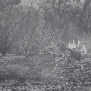 Clearing the Olive grove after the Coyote Fire