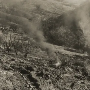 Clearing the Olive grove after the Coyote Fire